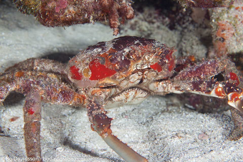BD-101207-Playa-del-Carmen-2771-Damithrax-spinosissimus-(Lamarck.-1818)-[Channel-clinging-crab].jpg